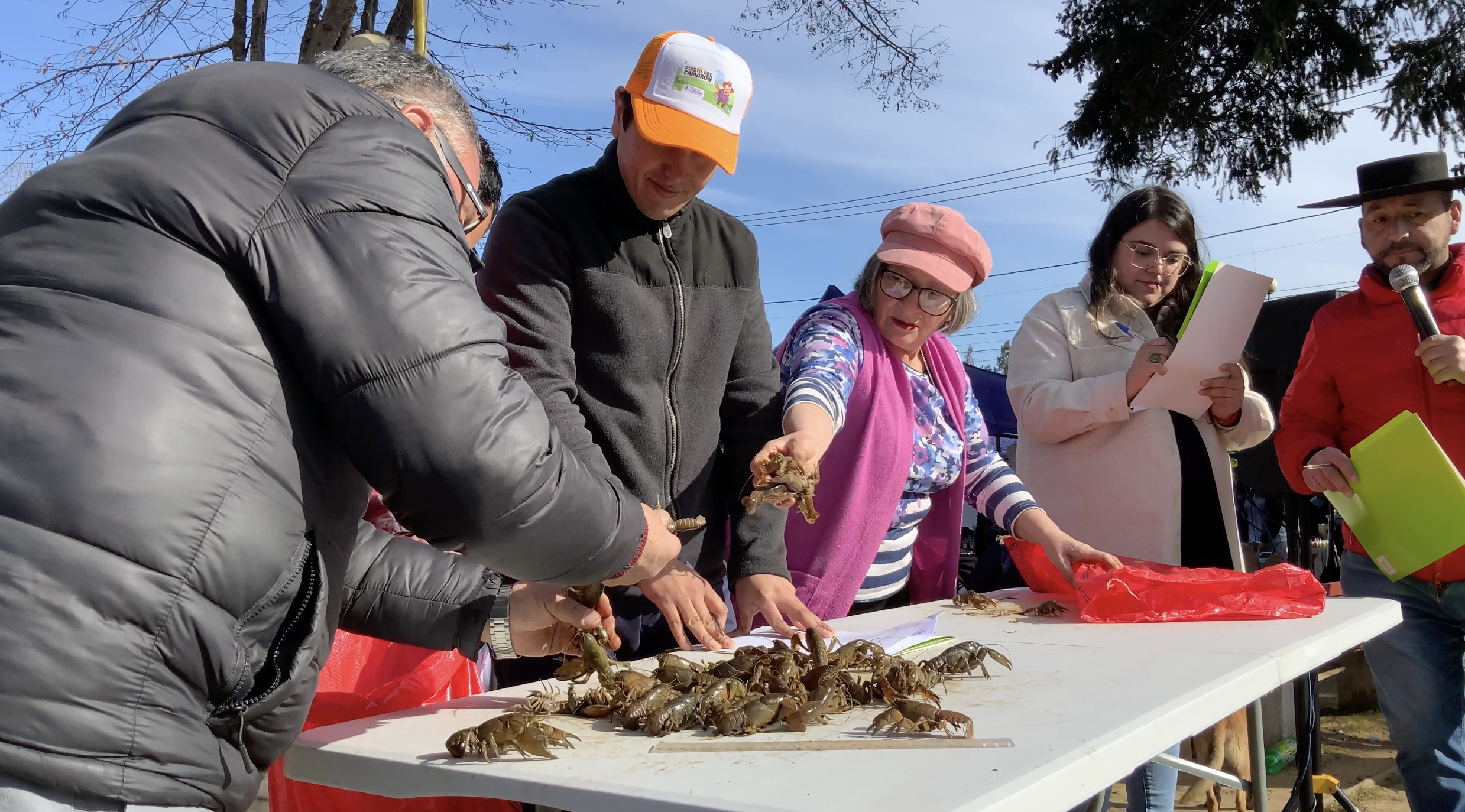 Contando y midiendo camarones luego de la competencia